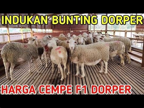 Harga Indukan Bunting Dorper Dan Cempe F Youtube