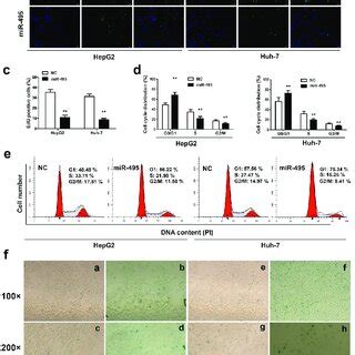 MiR 495 Inhibits Cell Growth And Induces Senescence In HCC Cells A