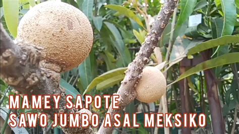 Sekilas Tentang Mamey Sapote Sawo Jumbo Dari Meksiko YouTube