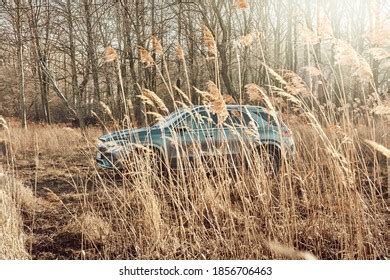 Car Trip Snow Forest Mini Cooper Stock Photo Shutterstock