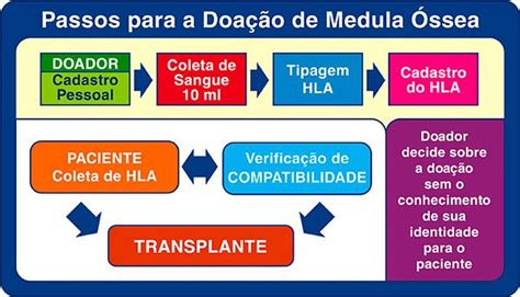 Como É A Doação De Medula Ossea - Medula óssea: como e porquê doar - greenMe