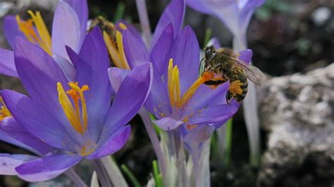 Crocus Honey Bee Collect Free Photo On Pixabay