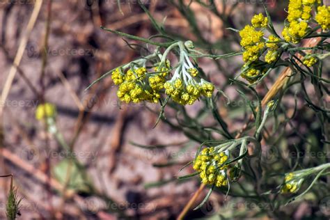 Helichrysum Arenarium L Is Also Known As Dwarf Everlast And As