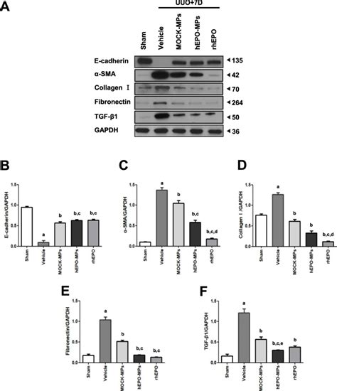 Western Blotting Of Sma Collagen I Fibronectin And Tgf In Uuo