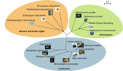 Ostreococcus Lucimarinus Microbewiki