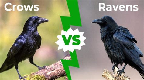 Crow Vs Raven Understanding The Differences Between These Mysterious