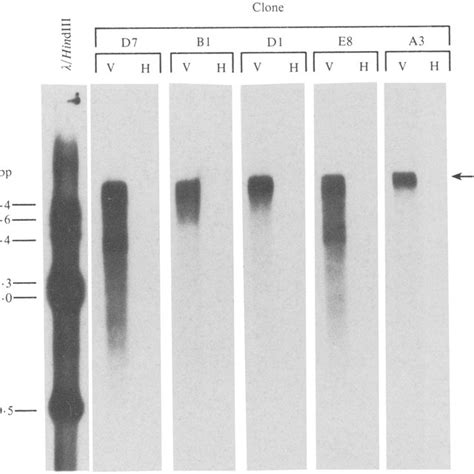 Formamide Formaldehyde Rna Blot Ofctv Rna Hybridized With Various