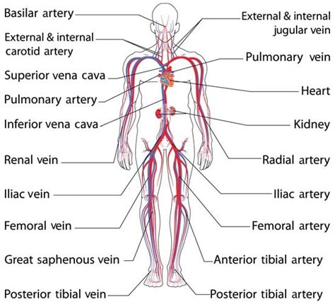 Anatomy And Function Of The Common Iliac Artery With Labeled Diagrams