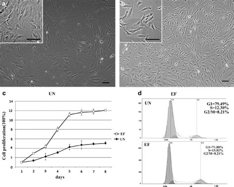 Effects Of Egf And Bfgf On The Morphology Proliferation And Cell Cycle