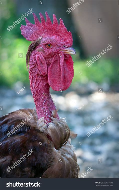 Naked Neck Rooster Portrait Stock Photo Shutterstock