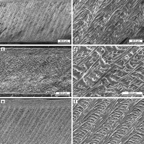 Scanning Electron Photomicrographs Of Incisors Of Subfossil Spiny Rat