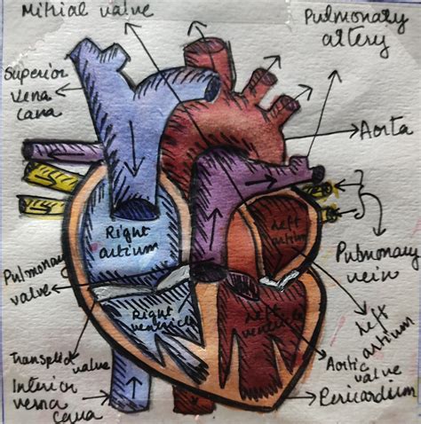 Human Heart Anatomy Aesthetic Human Heart Drawing Human Heart Art