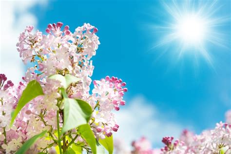 Premium Photo Lilac Flowers Branch