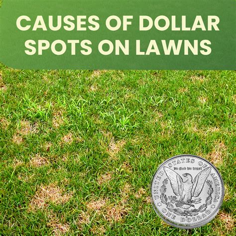 What Causes Dollar Spots On Lawns Landzie