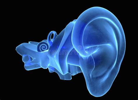 3d Human Ear Anatomy Stock Illustration Illustration Of Cochlear