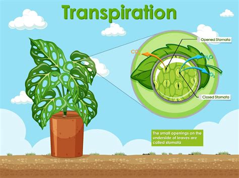 diagrama que muestra la transpiración en las plantas 6350570 Vector en