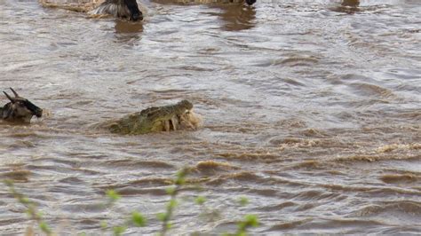 Crocodile attack! - Tanzania 2019 - Graham Boulnois