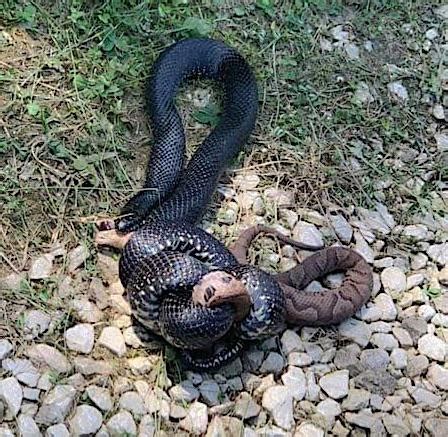 Black Snake eats Copperhead : r/natureismetal