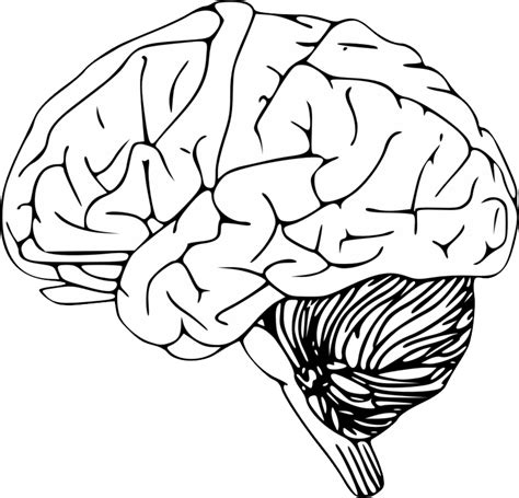 Cerebro El Cerebro Humano Dibujo Imagen Png Imagen Transparente Images