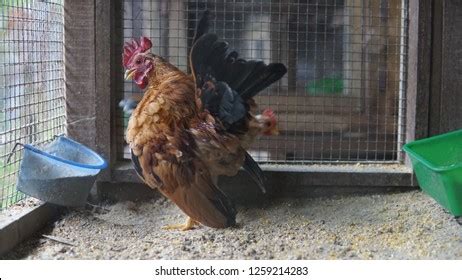 137 Ayam serama Images, Stock Photos & Vectors | Shutterstock