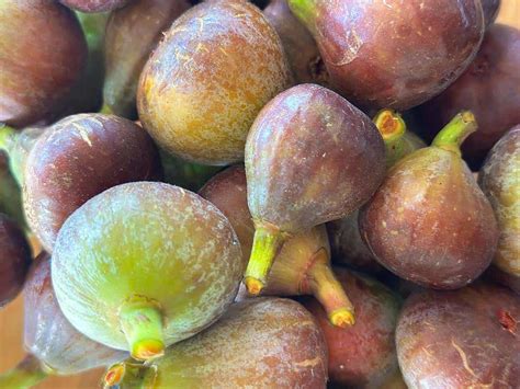 Fresh Fig Chutney Caroha