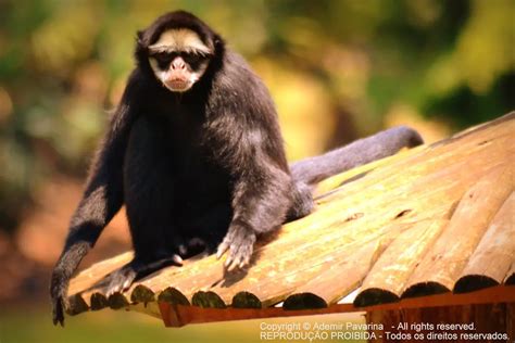 Coat Ou Macaco Aranha Caracter Sticas Nome Cientifico E Fotos