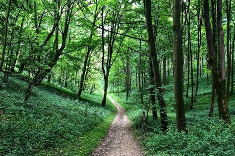 The Stunning Woodland Walk With A Colourful Surprise Hull Live