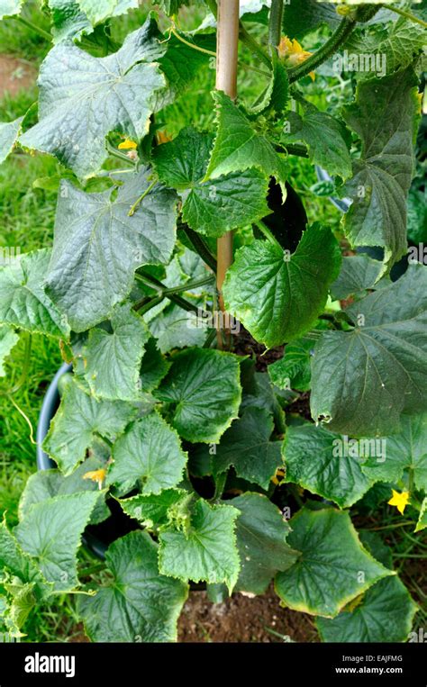 Organic Cucumber Cucumis Sativus Plant Marketmore Variety