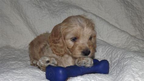 Dachshund Malti Poo Mix Adorable Cuties Ready June 12 For Sale