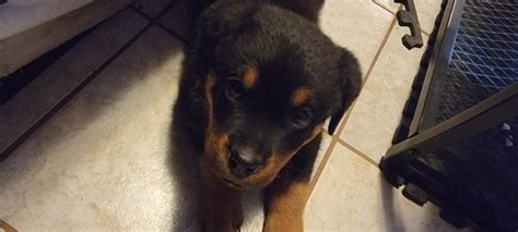 5784 best r/Rottweiler images on Pholder | What you gonna do if you