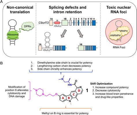 A Bloodbrain Penetrant Rna Targeted Small Molecule Triggers