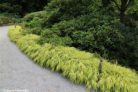 Японская трава хаконехлоя - 72 фото