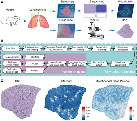 Frontiers Spatial Transcriptome Uncovers The Mouse Lung Architectures