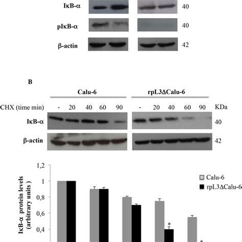 Rpl Prevents The Degradation Of I B Protein Upon Fu Treatment A