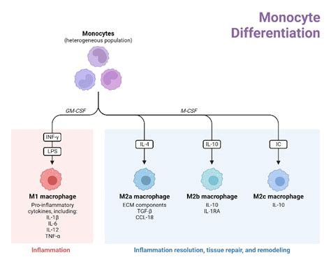 Monocyte Differentiation Biorender Science Templates