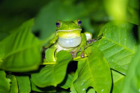 Tropical Green Frog Croaking on Leaf Stock Image - Image of asian ...