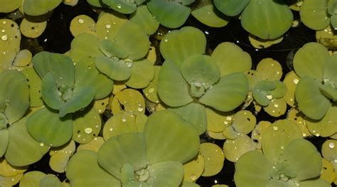 Dwarf Water Lettuce Benefits Size And Flowering