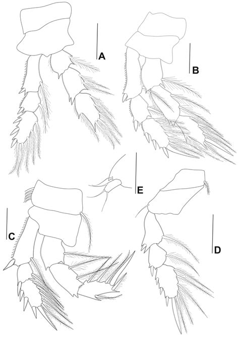 Cryptopontius Pentadikos Sp Nov Male Holotype Ufba 3332 A Leg 1