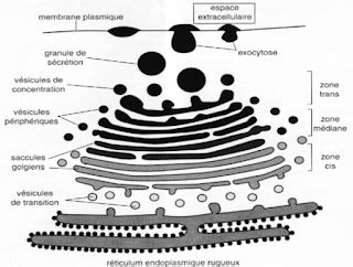 Mybiologie APPAREIL DE GOLGI