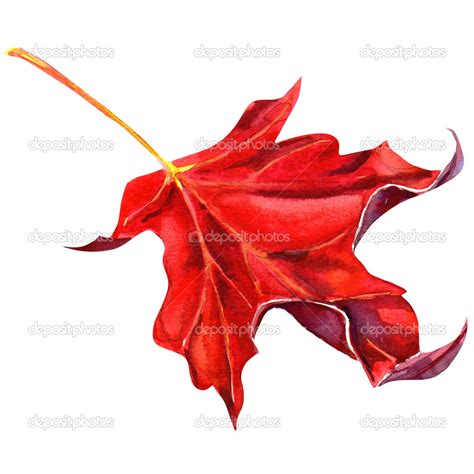 Red maple leaf as an autumn symbol Stock Photo by ©deslns 51368567