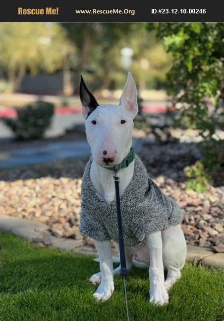 Adopt 23121000246 Bull Terrier Rescue Phoenix Az