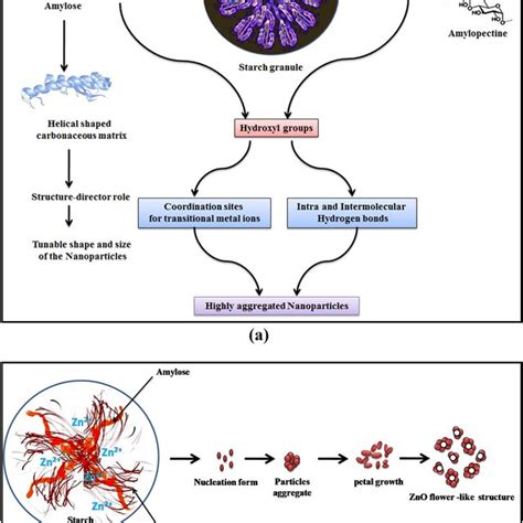 A The Function Of Starch In The Synthesis Of Zno Nss B Schematic