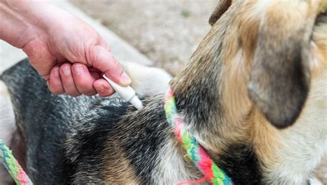 10 Tips To Help Prevent Flea Bites On Dogs - DogTime