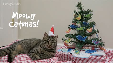 Meowy Catmas Merry Christmas From The Lucky Ferals Youtube