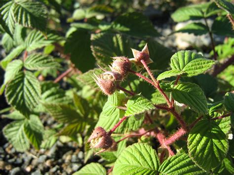 Raspberry Flower Buds Oddharmonic Flickr