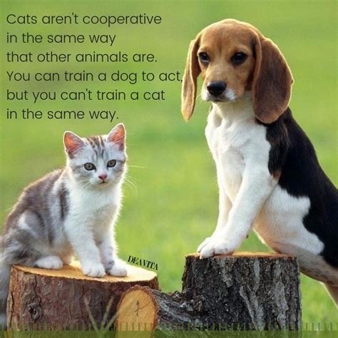 Cats vs Dogs quotes and funny sayings for your beloved pets