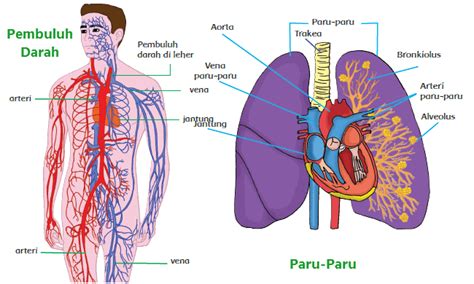 Fungsi Organ Peredaran Darah Manusia