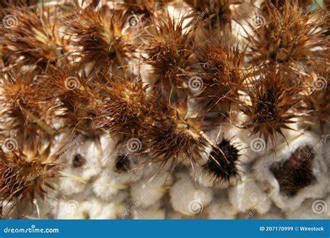 Tir De Focalisation S Lectif Des Plantes Marron Et Blanches Douteuses