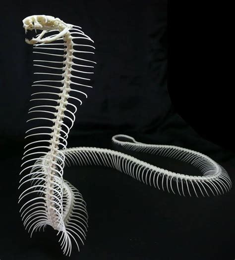 Snake skeleton | Skeleton tattoos, Snake, Animal skeletons