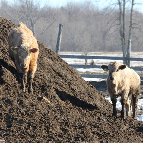 Cow Manure: A Gardener's Best Friend - Monstera Bliss